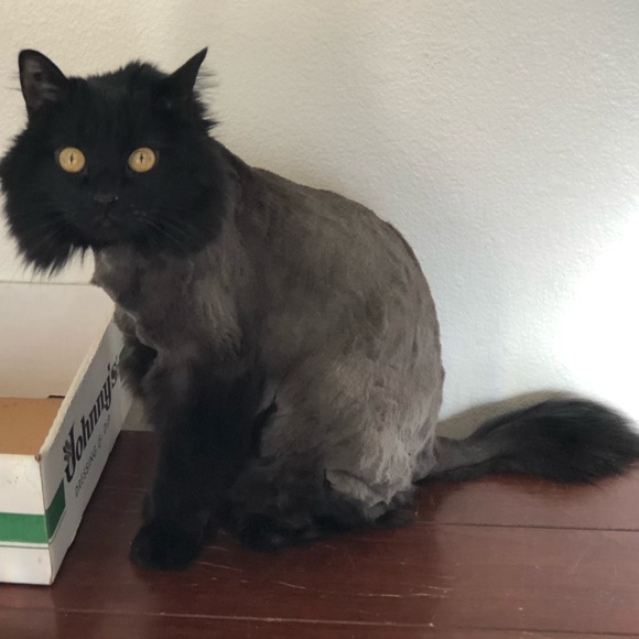 😹 Bye Cutie 😹 Said goodbye to our dear Cutie 2-6-24. She gave us much Joy!♥️ - Picture 5 of 14